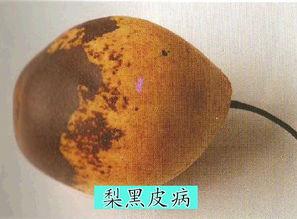 梨黑皮病 梨黑皮病